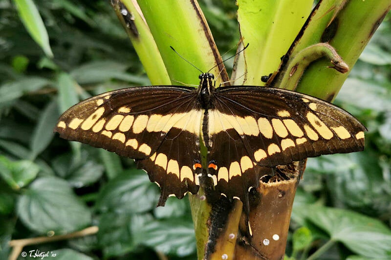 Königsschwalbenschwanz | Palmengarten Frankfurt | 21.04.2023