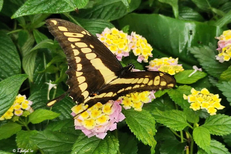 Königsschwalbenschwanz | Palmengarten Frankfurt | 21.04.2023