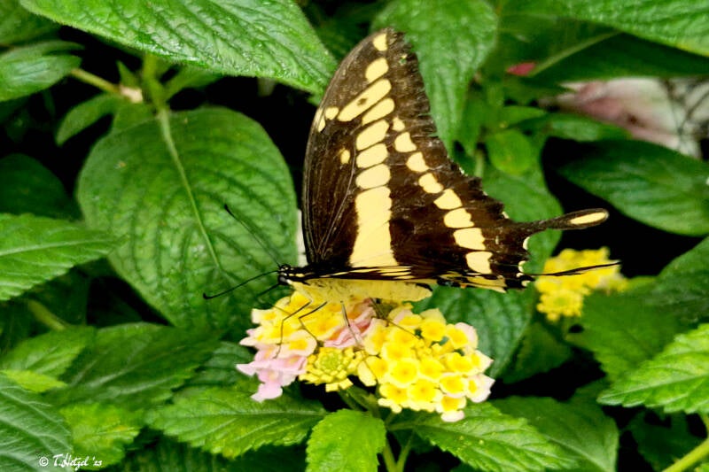 Königsschwalbenschwanz | Palmengarten Frankfurt | 21.04.2023