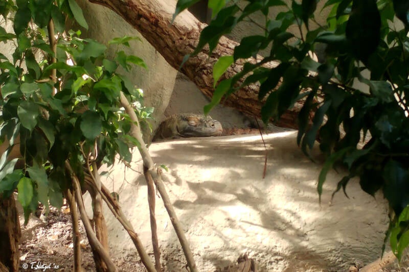 Komodowaran | Zoo Frankfurt | 18.06.2017