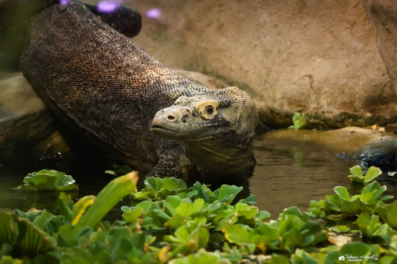 Komodowaran | Zoo Frankfurt | 06.09.2025