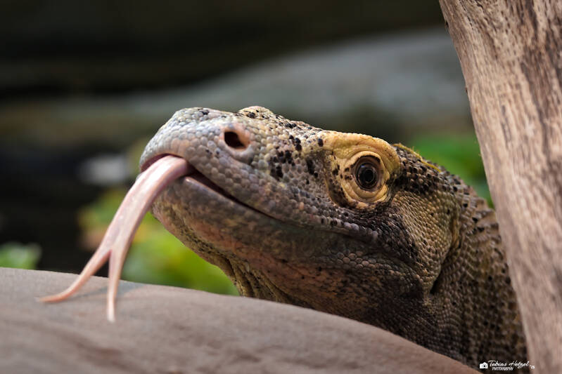 Komodowaran | Zoo Frankfurt | 06.09.2025