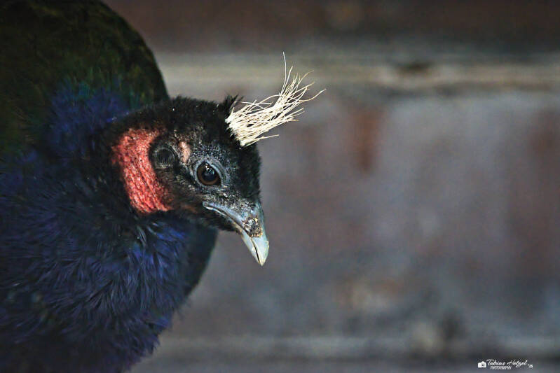 Kongopfau | Wilhelma Stuttgart | 19.06.2025