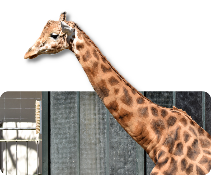 Kordofan-Giraffe