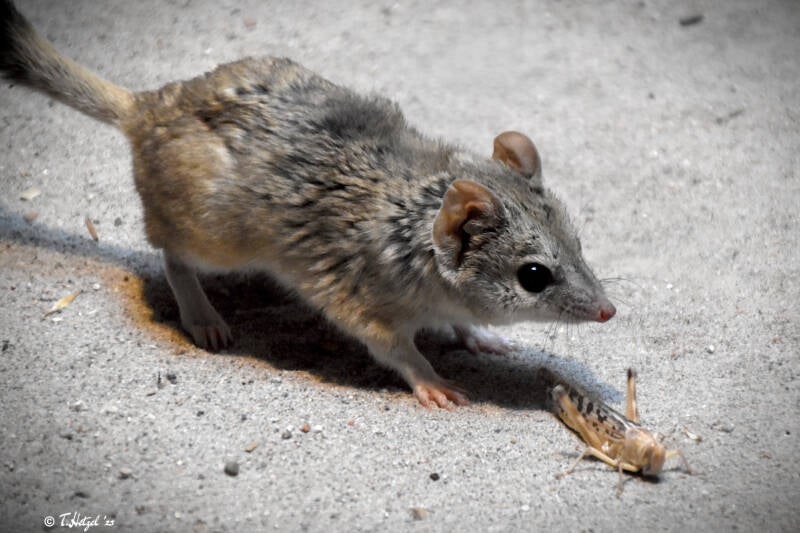 Kowari | Zoo Frankfurt | 10.03.2022