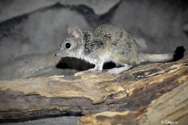 Kowari | Zoo Frankfurt | 10.03.2022