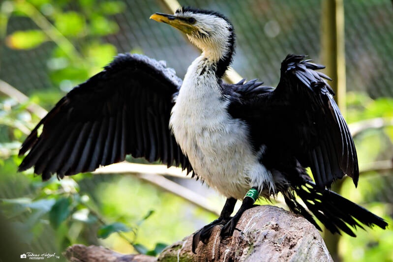 Kräuselscharbe | Zoo Prag | 18.08.2024