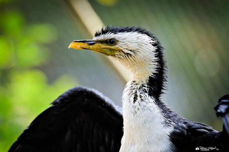 Kräuselscharbe | Zoo Prag | 18.08.2024