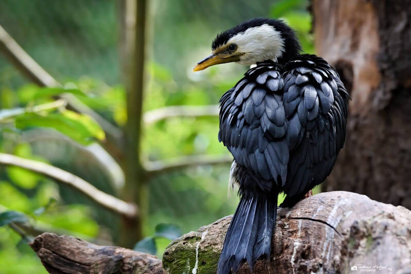 Kräuselscharbe | Zoo Prag | 18.08.2024