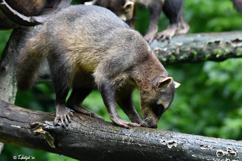 Krabbenwaschbär | Zooparc Overloon | 05.07.2021