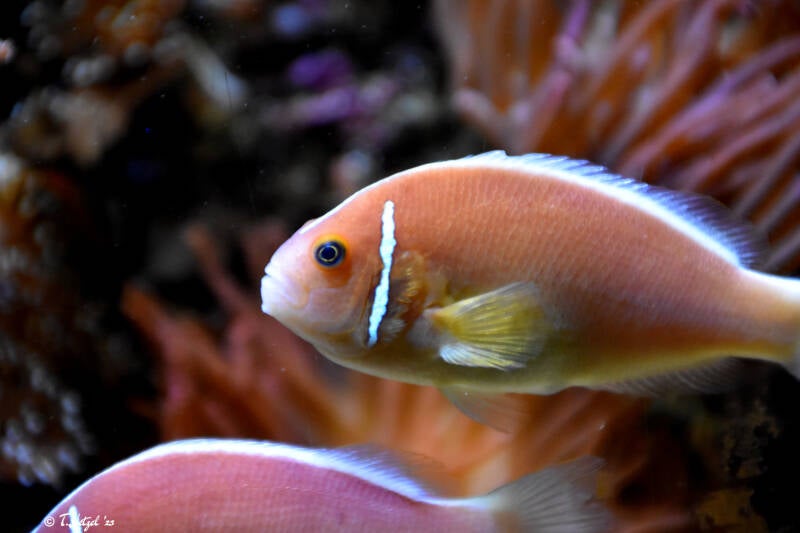Kragen-Weißrückenclownfisch | Wilhelma Stuttgart | 11.08.2023