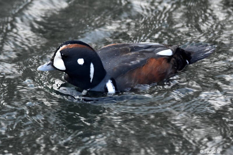 Kragenente | Kölner Zoo | 27.12.2021