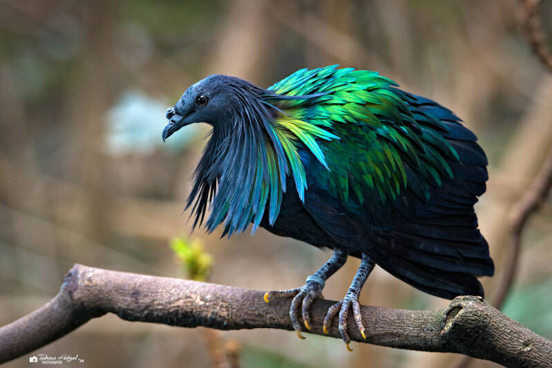 Kragentaube | Zoologischer Stadtgarten Karlsruhe | 03.04.2026