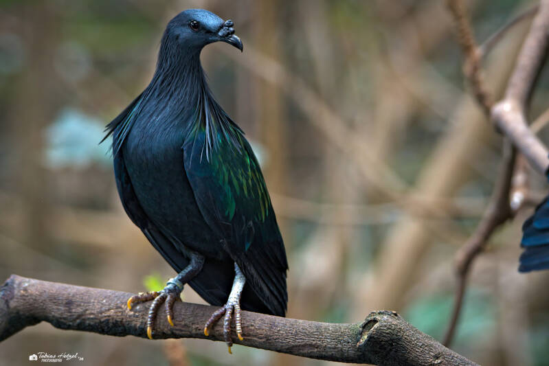 Kragentaube | Zoologischer Stadtgarten Karlsruhe | 03.04.2026