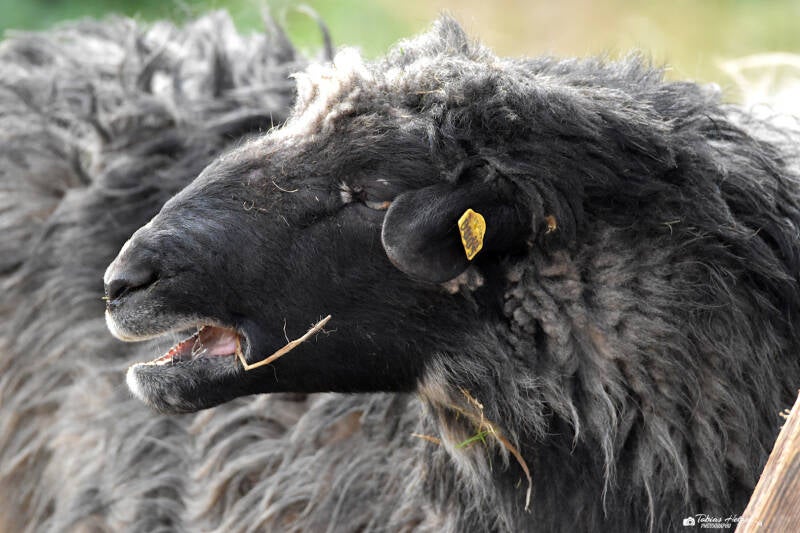 Krainer Steinschaf | Zoopark Erfurt | 24.09.2020