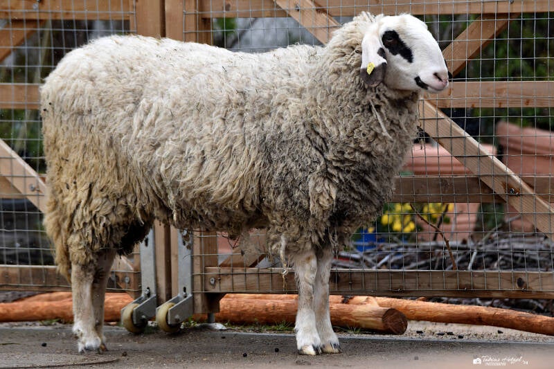 Kärntner Brillenschaf | Zoo Heidelberg | 02.04.2022