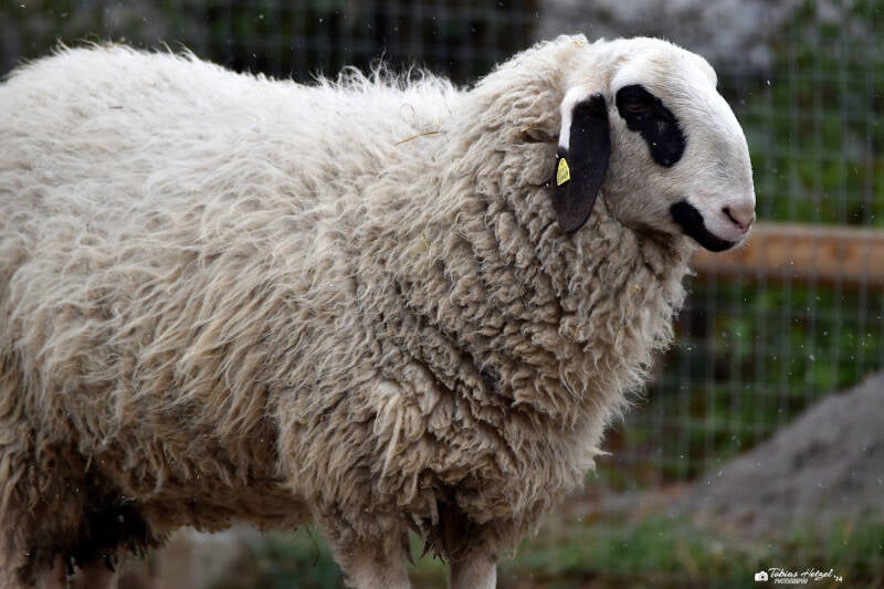 Kärntner Brillenschaf | Zoo Heidelberg | 02.04.2022