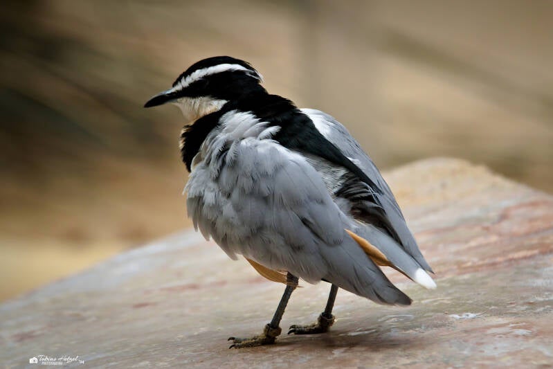 Krokodilwächter | Zoo Krefeld | 16.06.2024