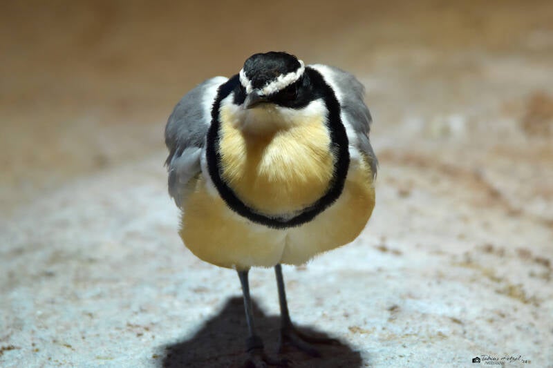 Krokodilwächter | Zoologischer Stadtgarten Karlsruhe | 03.07.2020