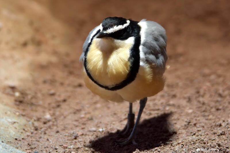 Krokodilwächter | Zoologischer Stadtgarten Karlsruhe | 03.07.2020
