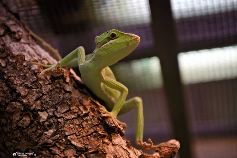 Kronenbasilisk | Zoo Frankfurt | 06.09.2025