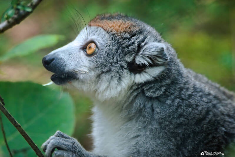 Kronenmaki | Tiergarten Nürnberg | 22.06.2024