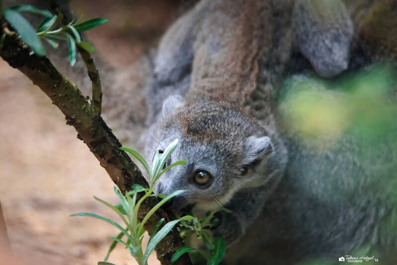 Kronenmaki | Tiergarten Nürnberg | 22.06.2024