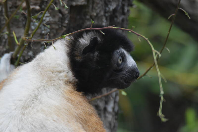 Kronensifaka