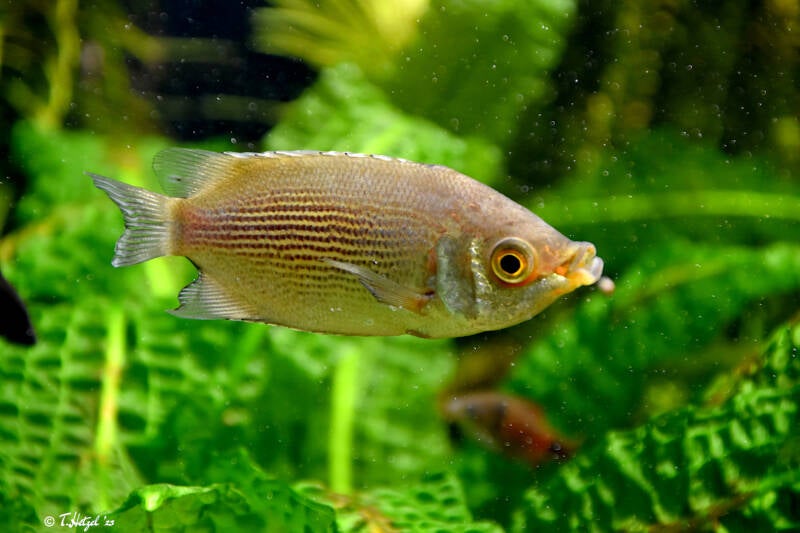 Küssender Gurami | Zoo Basel | 09.04.2023