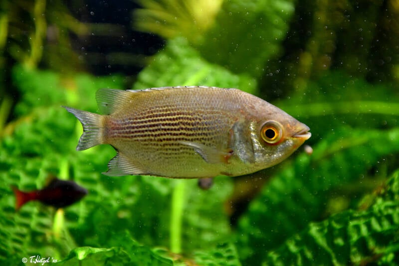 Küssender Gurami | Zoo Basel | 09.04.2023