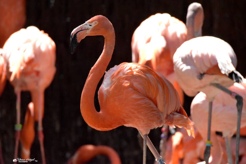 Kubaflamingo
