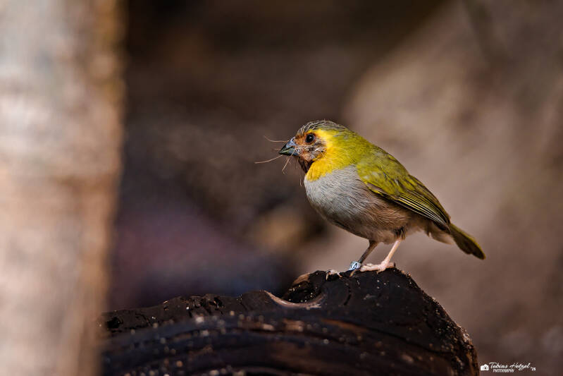 Kubagimpeltangare | Zoo Usti nad Labem | 11.07.2025