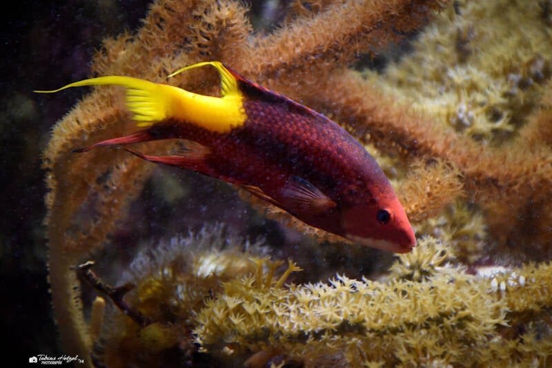 Kubanischer Schweinsfisch | Wilhelma Stuttgart | 16.06.2023