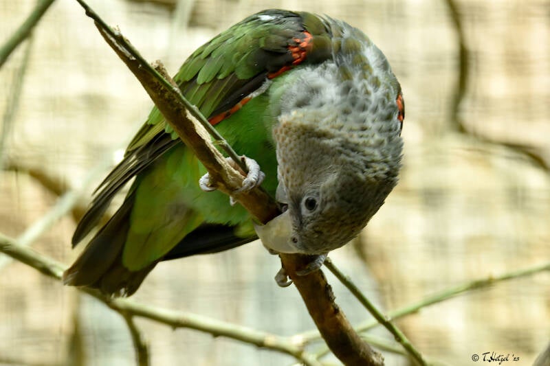 Kuhls Graukopfpapagei | Weltvogelpark Walsrode | 12.04.2021