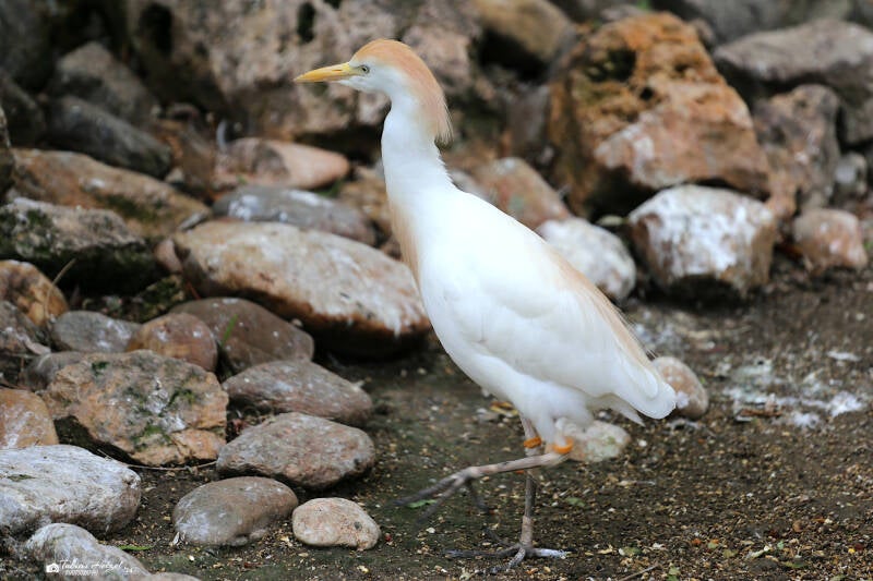 Kuhreiher | Zoo Augsburg | 15.08.2018
