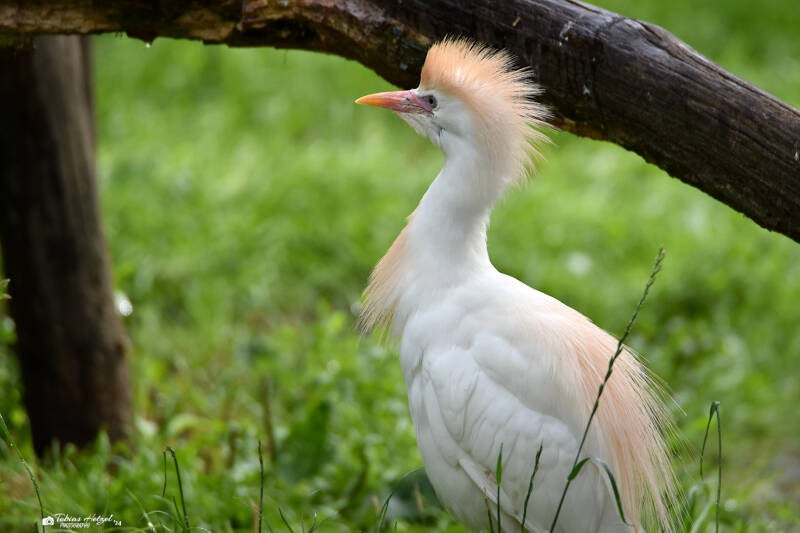 Kuhreiher | Safaripark Beekse Bergen, Hilvarenbeek | 10.07.2021