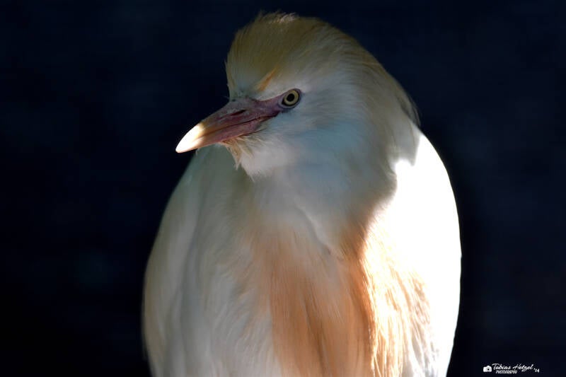 Kuhreiher | Vogelpark Bobenheim-Roxheim | 18.06.2023