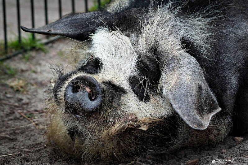 Kune-Kune-Schwein | Tier- und Freizeitpark Thüle | 03.08.2024