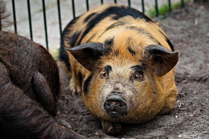 Kune-Kune-Schwein | Tier- und Freizeitpark Thüle | 03.08.2024