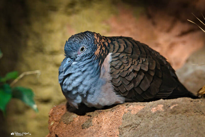 Kupfernackentäubchen | Zoo Duisburg | 05.04.2025