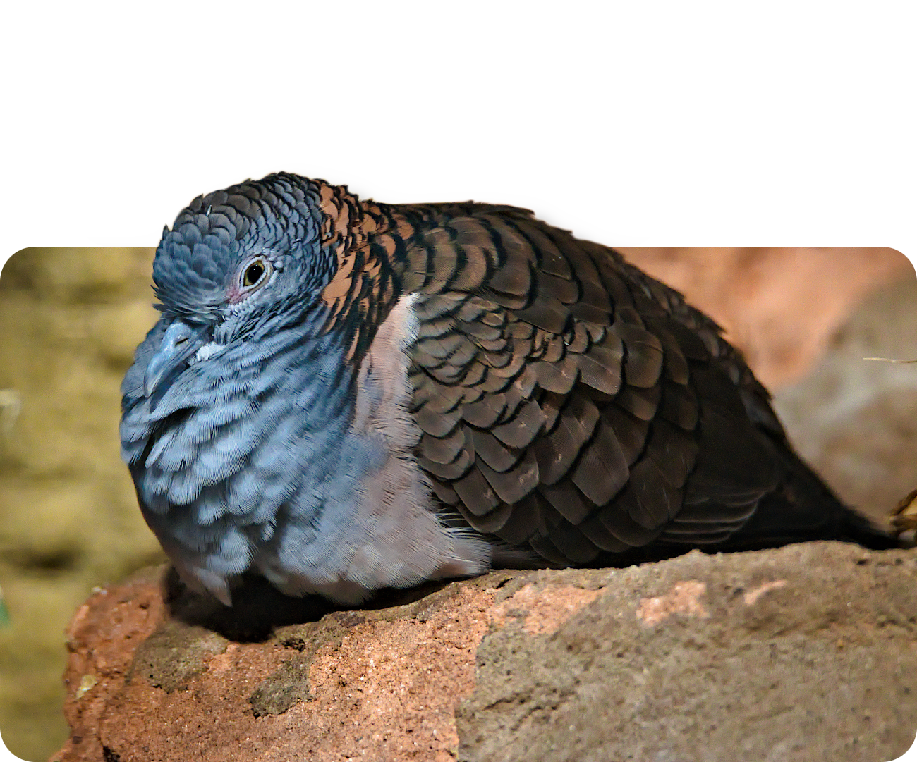 Kupfernackentäubchen