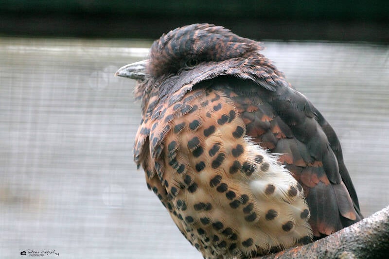 Kurol | Weltvogelpark Walsrode | 12.08.2017