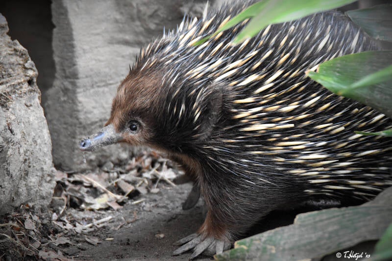 Südostaustralischer Kurzschnabeligel | Zoo Duisburg | 06.06.2022