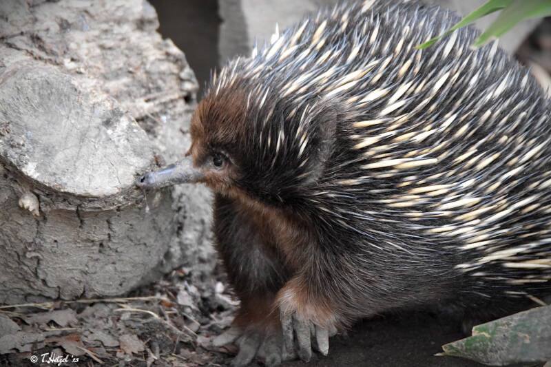 Südostaustralischer Kurzschnabeligel | Zoo Duisburg | 06.06.2022