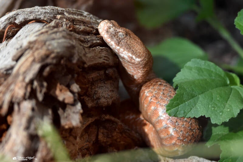 Kykladenviper | Zoo Plzen | 17.09.2022