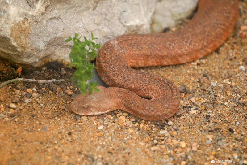 Kykladenviper | Zoo Plzen | 29.08.2019