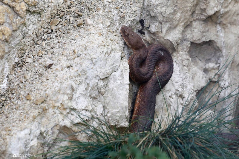 Kykladenviper | Zoo Plzen | 29.08.2019