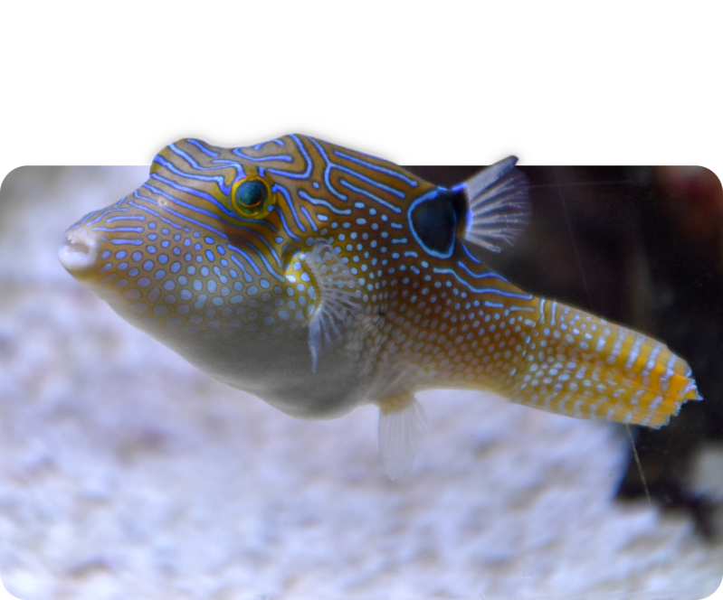 Peters-Spitzkopfkugelfisch