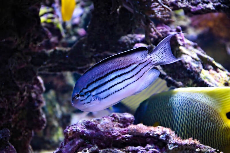 Lamarcks Engelfisch | Tierpark Nymphaea, Esslingen | 04.04.2024