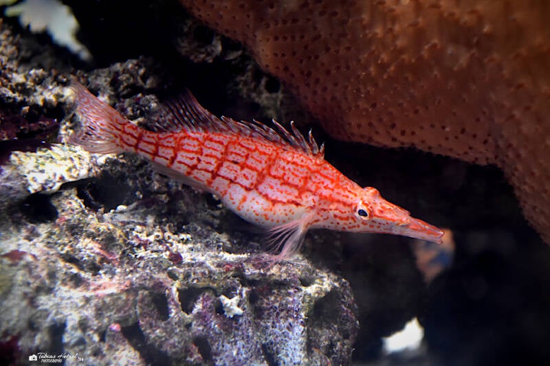 Langschnauzen-Büschelbarsch | Sealife Speyer | 05.01.2023